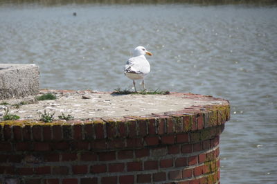 Seagull perching on retaining wall