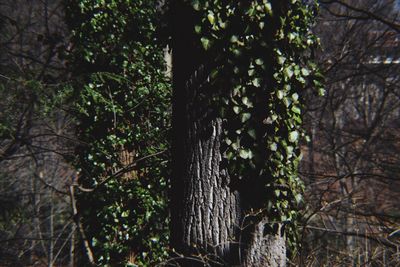 Low angle view of ivy on tree