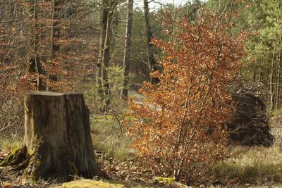 Trees growing in forest during autumn