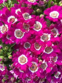 High angle view of pink cactus flowers