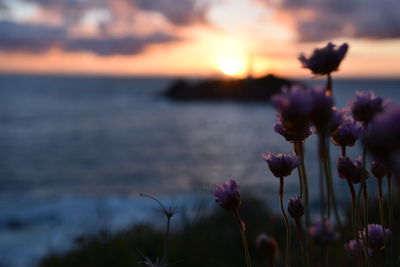 Close-up of purple flowers against sunset sky