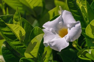 Close-up of white flowering plant