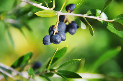 Close-up of fruits growing on plant