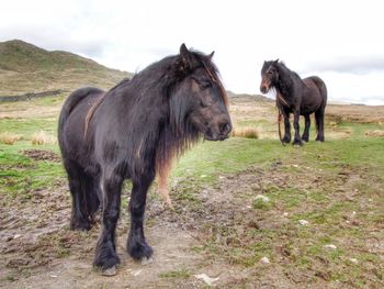 Fell ponies standing in the wild open hills. free to roam. land management.