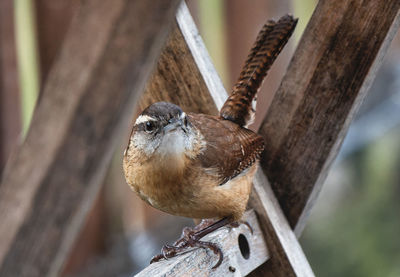 Close-up of bird perching on wood