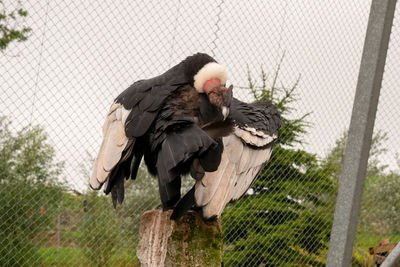 Bird on branch against fence in zoo