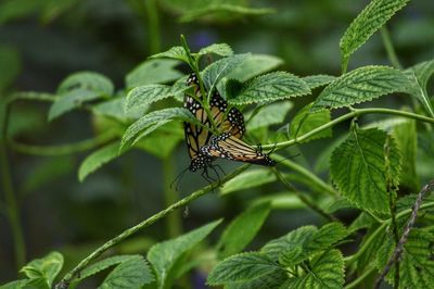 Close-up of insect on leaf