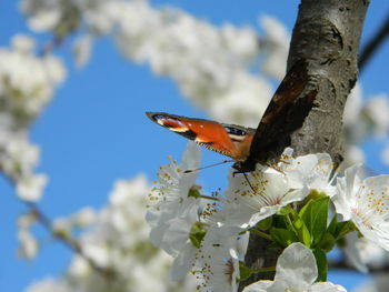 Close-up of butterfly on cherry blossoms