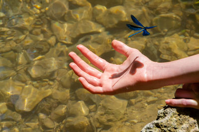 Blue dragonfly on the children hand near river - image