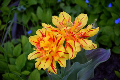 Close-up of orange flowering plant