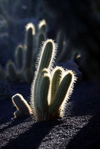 Cactuses growing on field