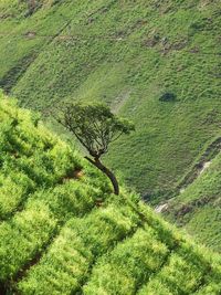 High angle view of tree on landscape
