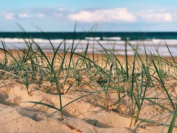 Close-up of grass by sea against sky