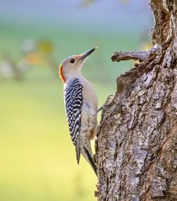 Close-up of bird perching on tree