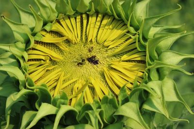 Close-up of yellow flowering plant