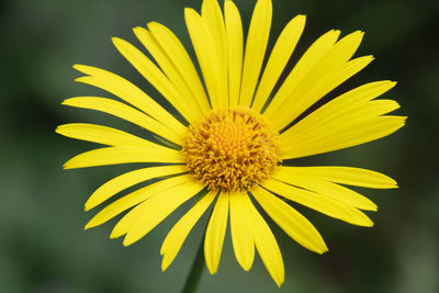 Close-up of yellow flower