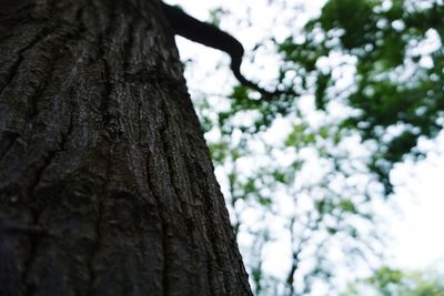 Low angle view of tree against sky