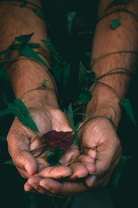 Close-up of man holding leaves