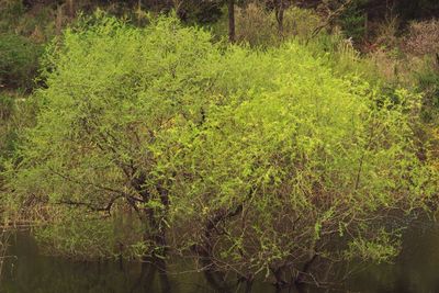 Scenic view of forest