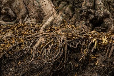 Full frame shot of tree trunk