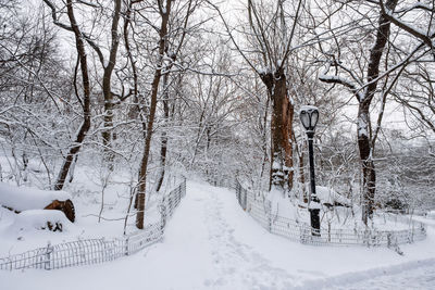 Bare trees on snow covered land