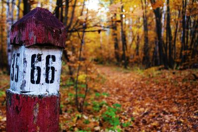 Close-up of text on tree trunk in forest during autumn