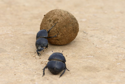 Close-up of beetles