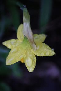 Close-up of yellow flower