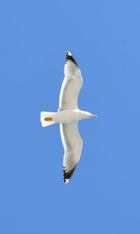 Low angle view of bird flying against clear blue sky