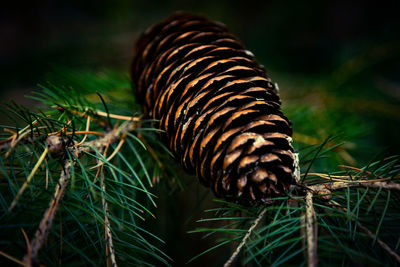 Close-up view of grass