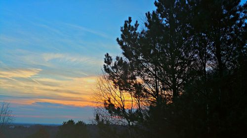 Low angle view of trees against sky