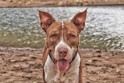 Close-up of dog