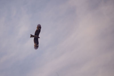 Low angle view of eagle flying in sky