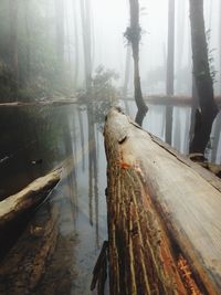 View of tree trunk in water