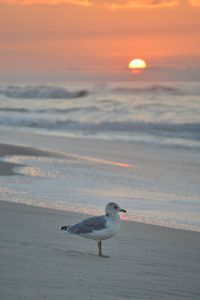 Seagull on beach during sunset