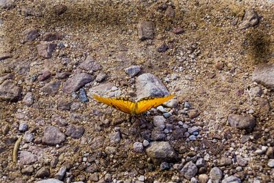 High angle view of yellow crab on beach