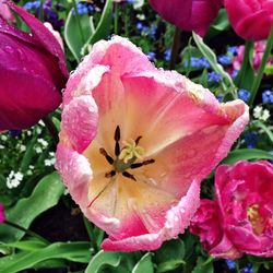 Close-up of pink flowers