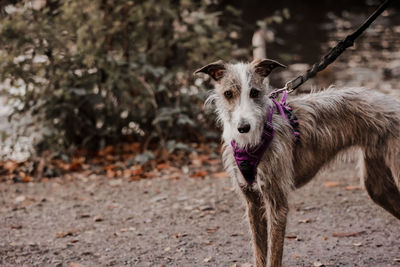 Portrait of dog walking on field