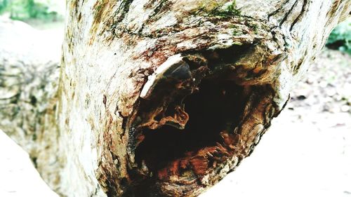 Close-up of tree trunk
