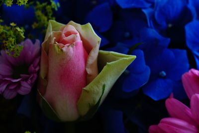 Close-up of pink rose flower