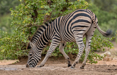 Close-up of zebra standing on tree