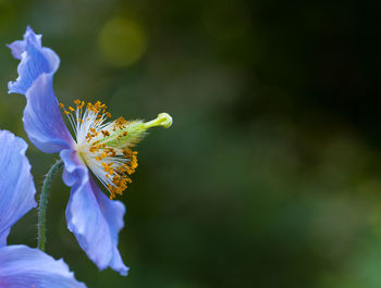 Close-up of purple flowering plant
