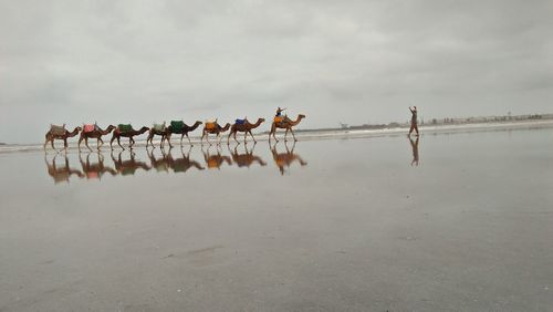 Group of horses on beach