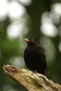 Close-up of bird perching on branch