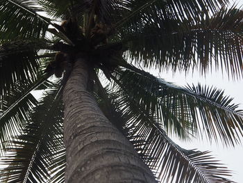 Low angle view of palm tree