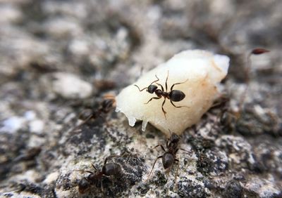 Close-up of ant on rock