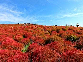 Scenic view of field against sky during autumn