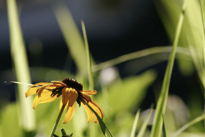 Close-up of yellow flower blooming outdoors