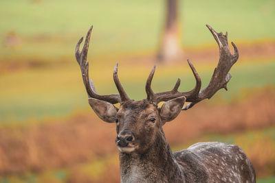 Close-up of deer