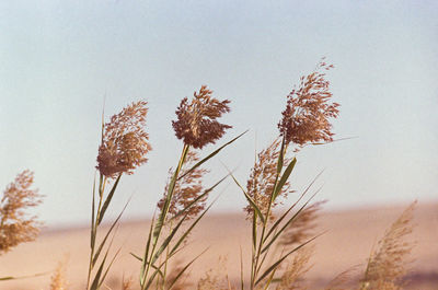 Close-up of flowering plants on field against sky